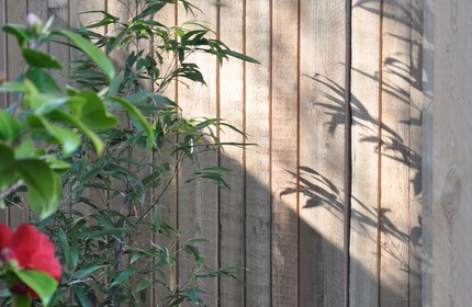 Larch_Bamboo