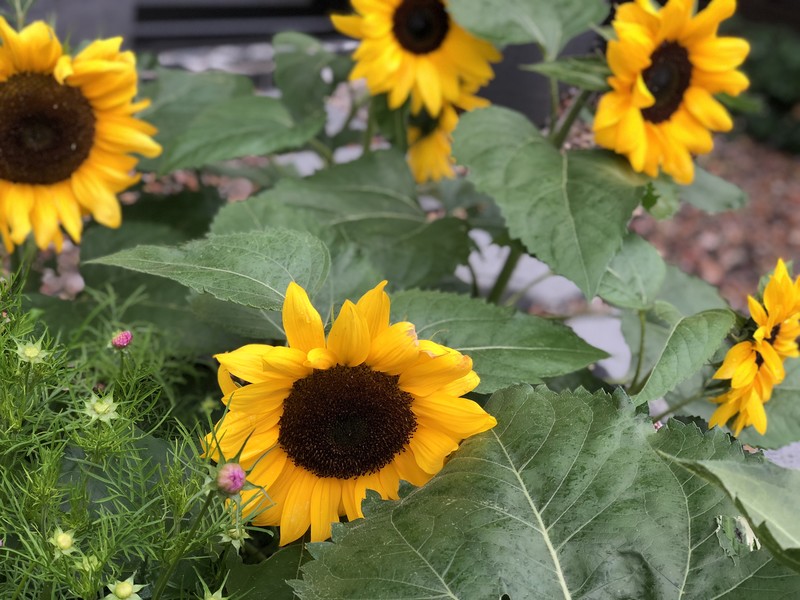 Sunflowers