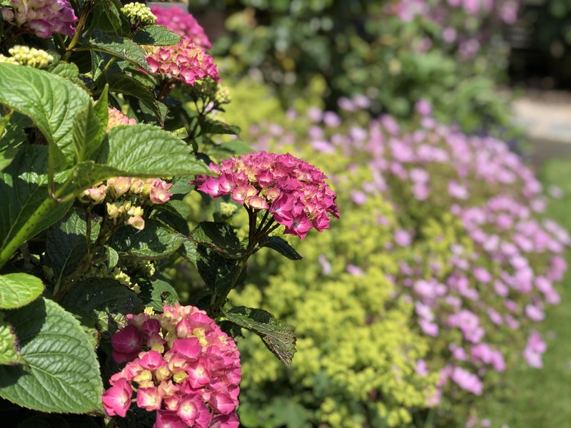 Hydrangea