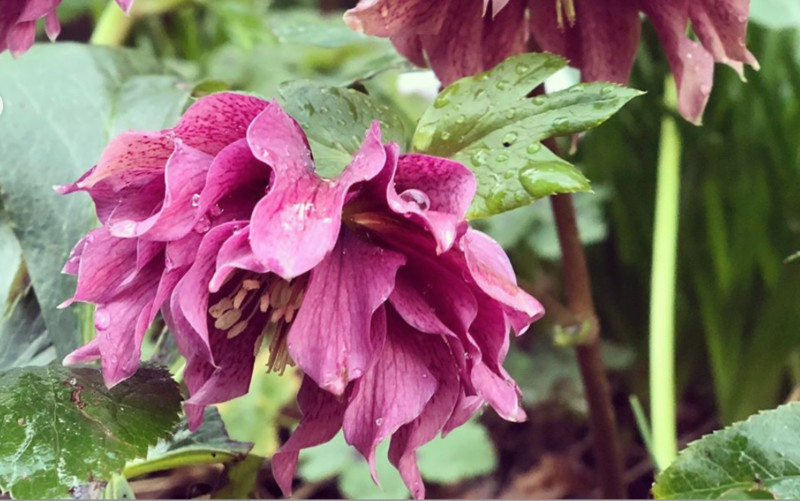 Hellebore