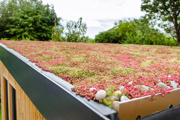 Image of a garden room with a sedum roof.