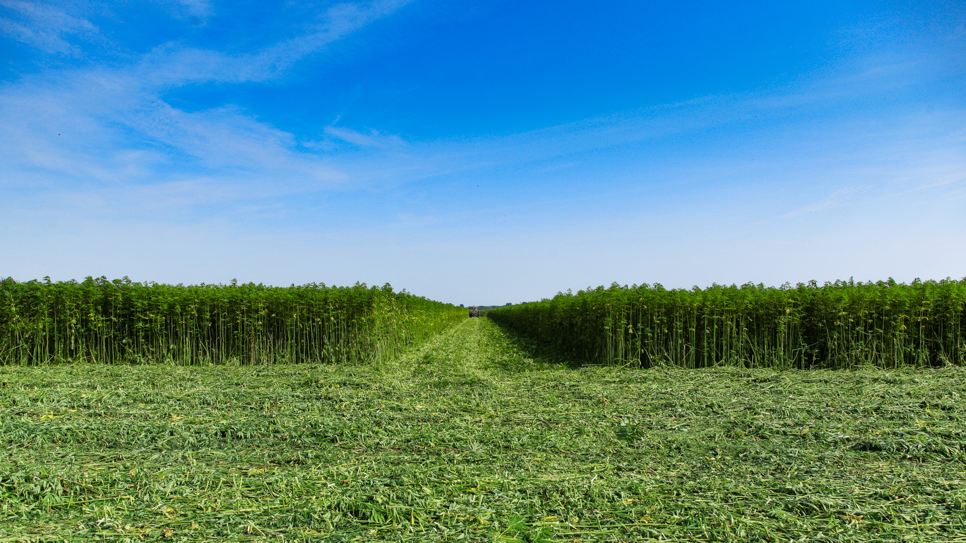IndiNature industrial hemp 1