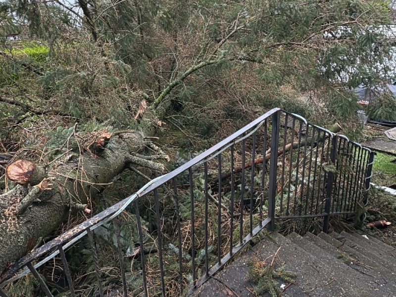 Tree in storm