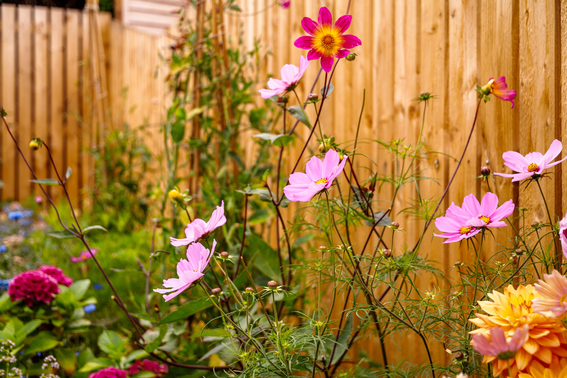 Cosmos
