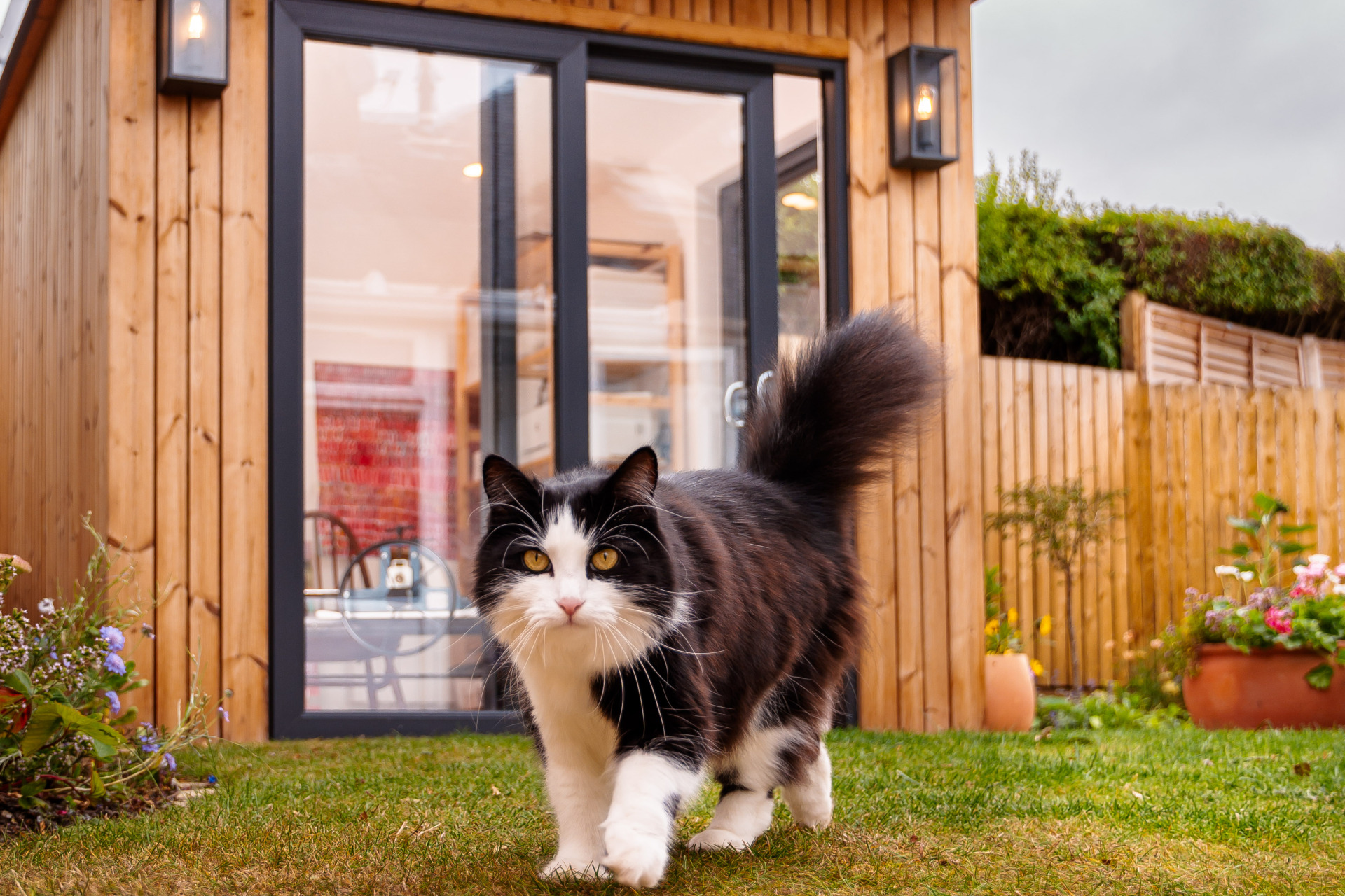 Panda the cat