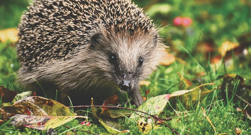 Hedgehog in garden